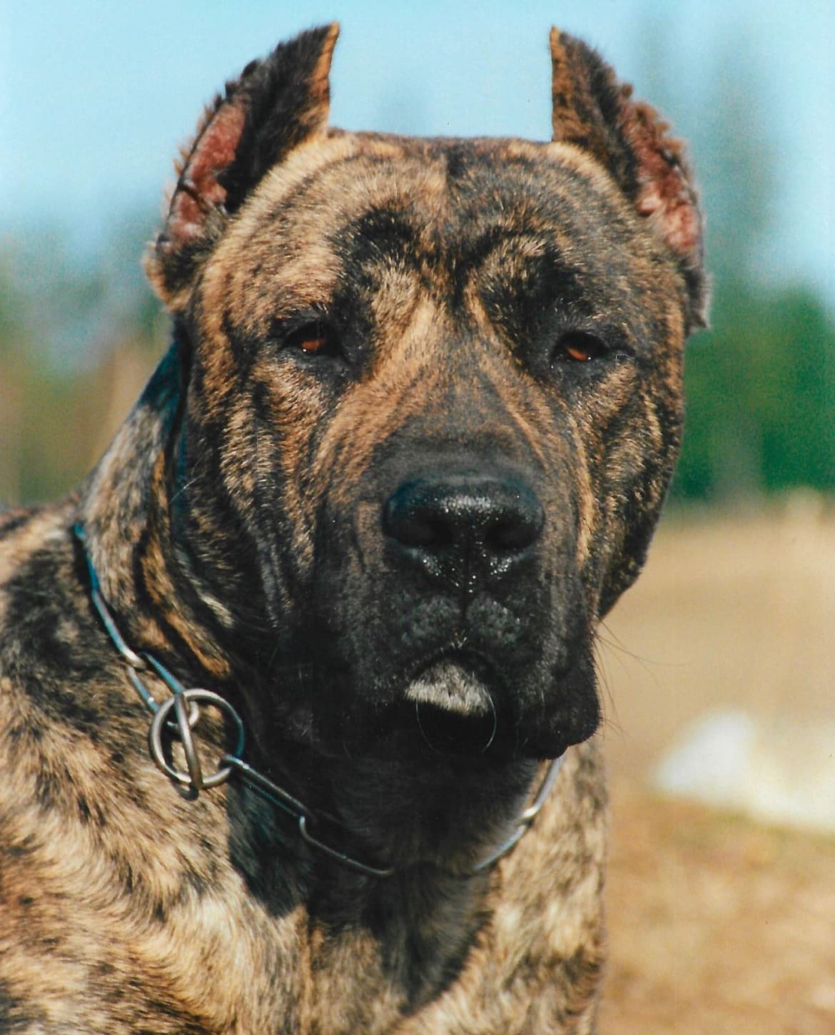 Presa Canario del criadero Irema Curtó