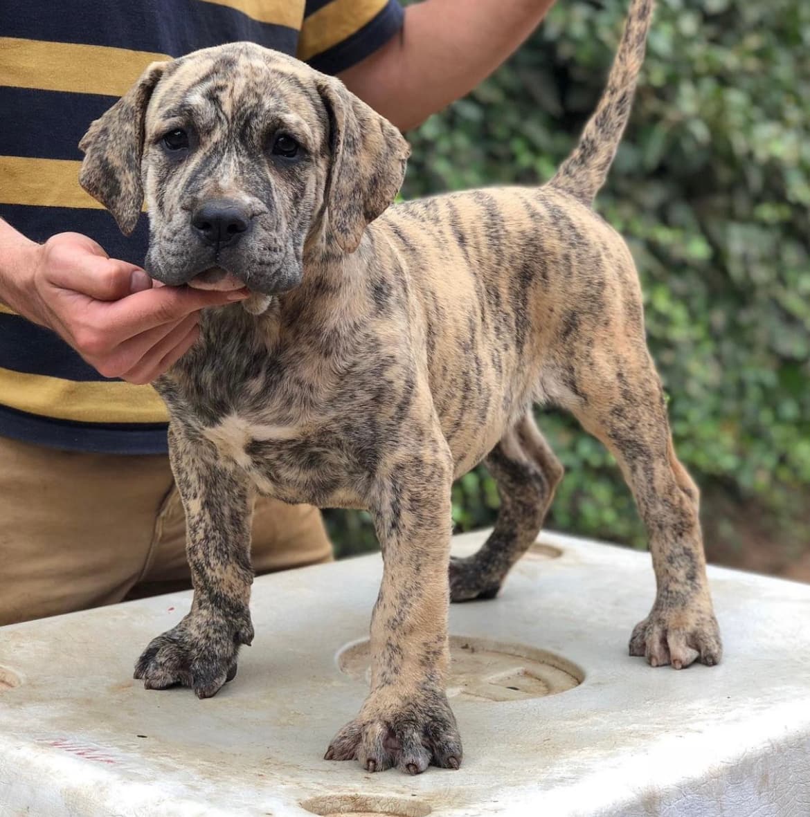 Cachorro de Perro de Presa Canario de Irema Curtó