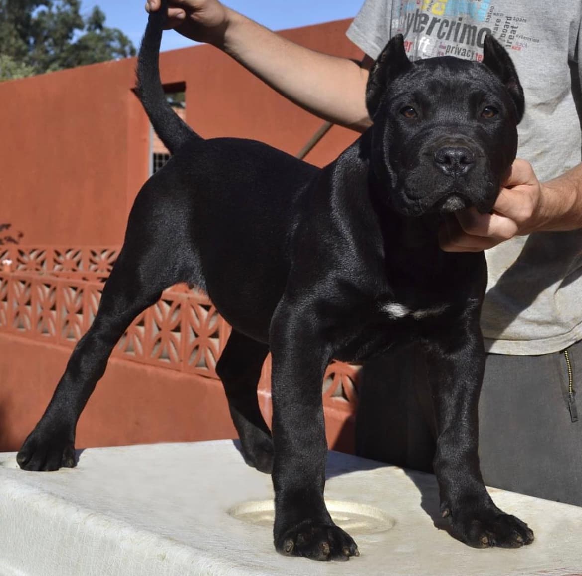 Perro de Presa Canario negro de Irema Curtó