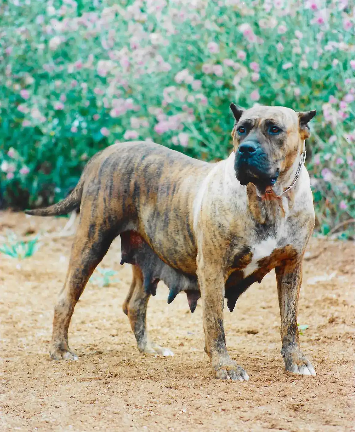 Perro de Presa Canario de Irema Curtó