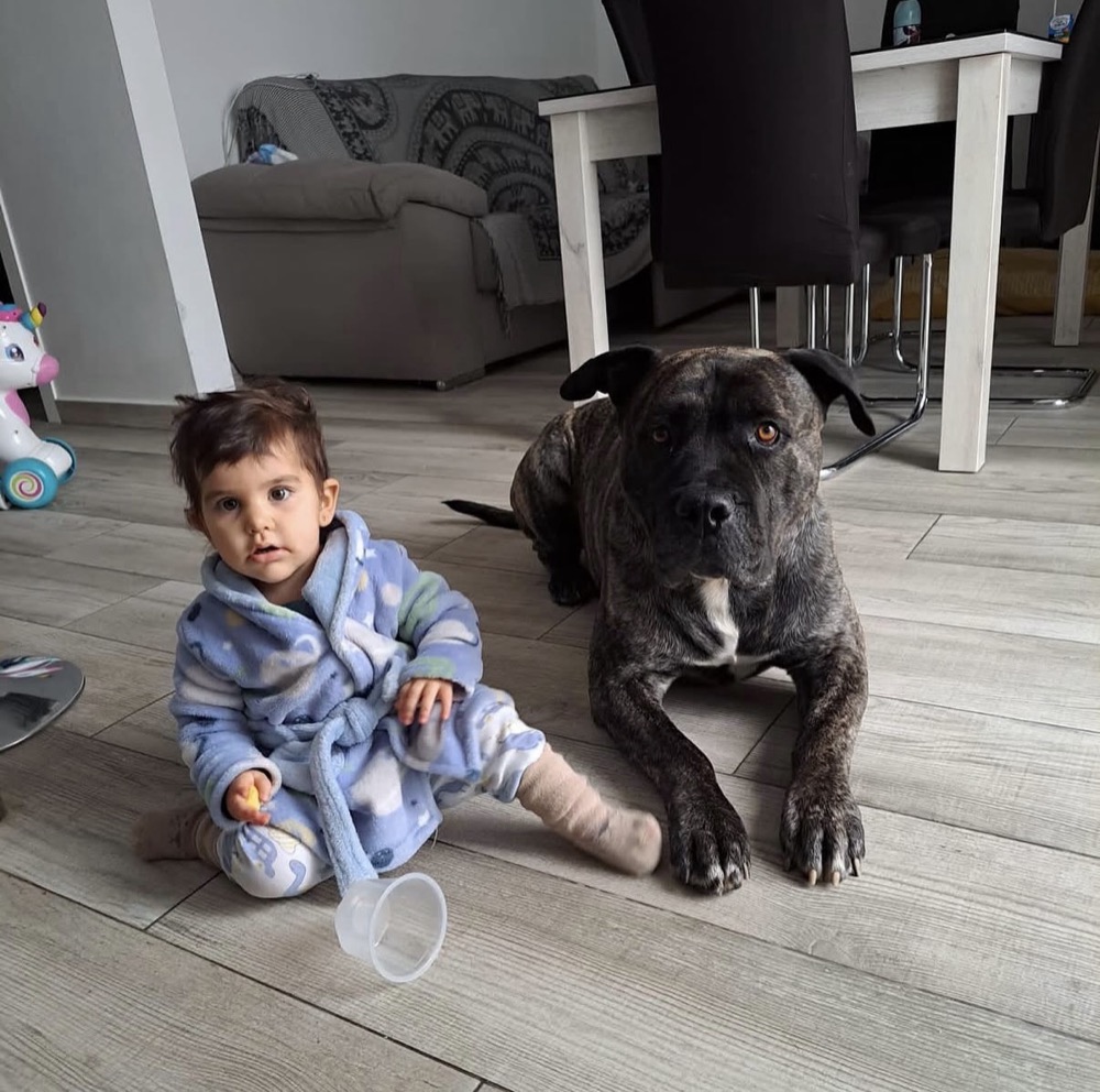 Cliente de Irema Curtó con su Perro de Presa Canario