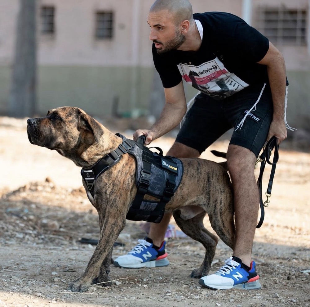 Cliente de Irema Curtó con su Perro de Presa Canario