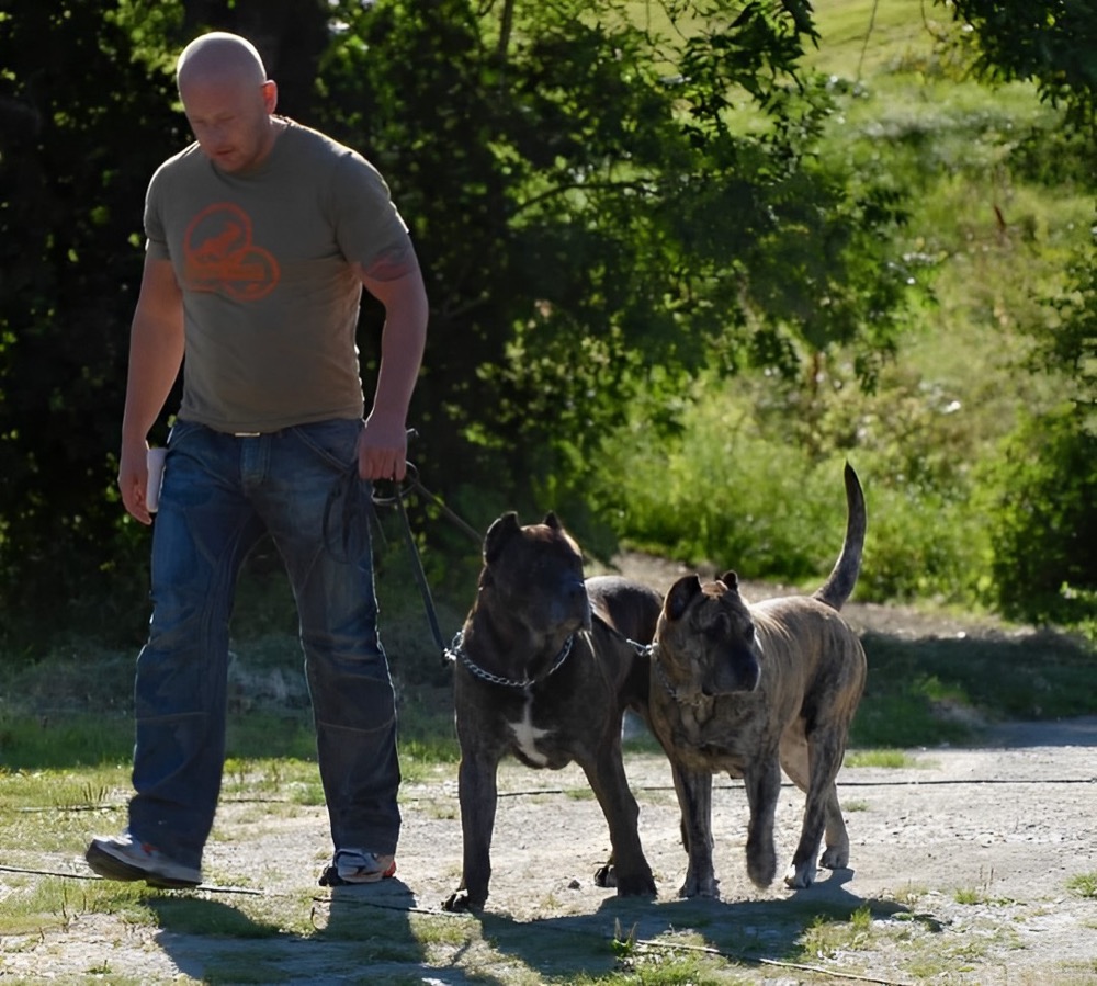 Cliente de Irema Curtó con su Perro de Presa Canario