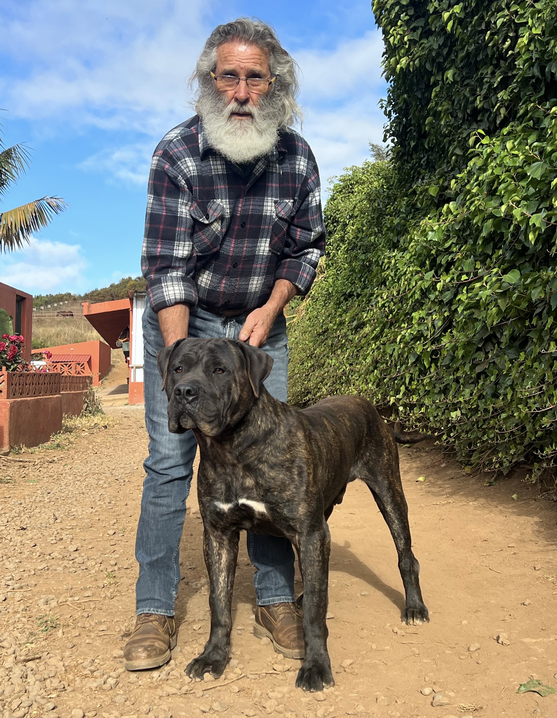 El verdadero origen del nombre Canarias: ¿de los perros o del euforbio?
