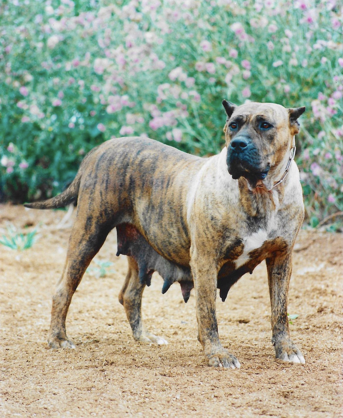 Presa Canario de Irema Curtó