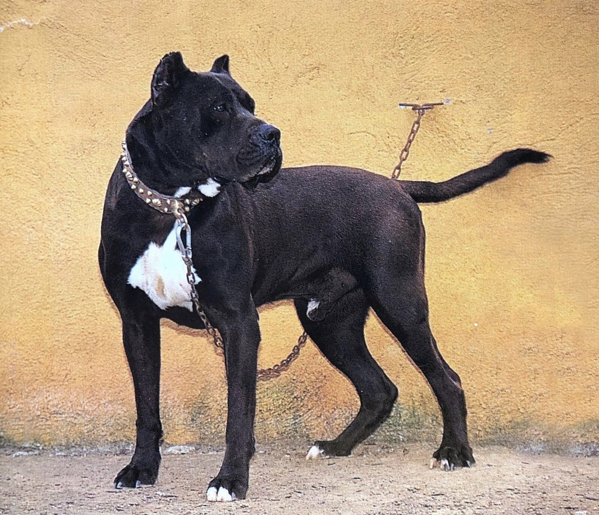 Familia Curtó con Presa Canario