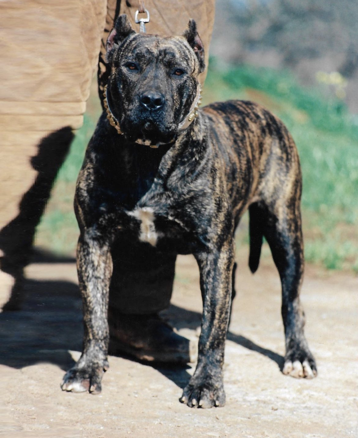 Presa Canario adulto