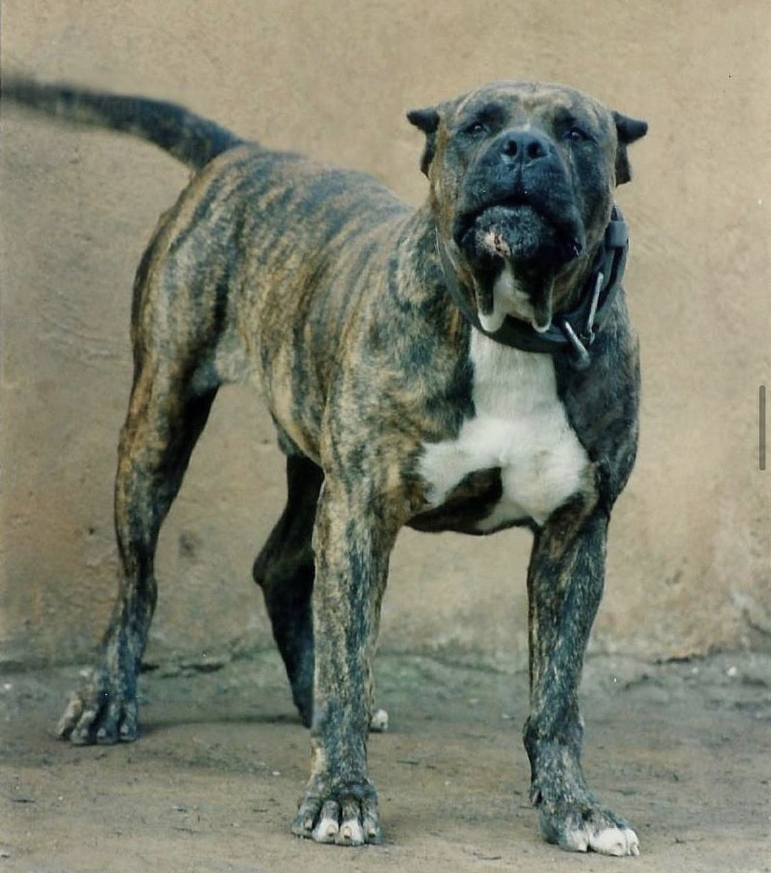 Presa Canario y Dogo Canario: por qué son dos razas distintas