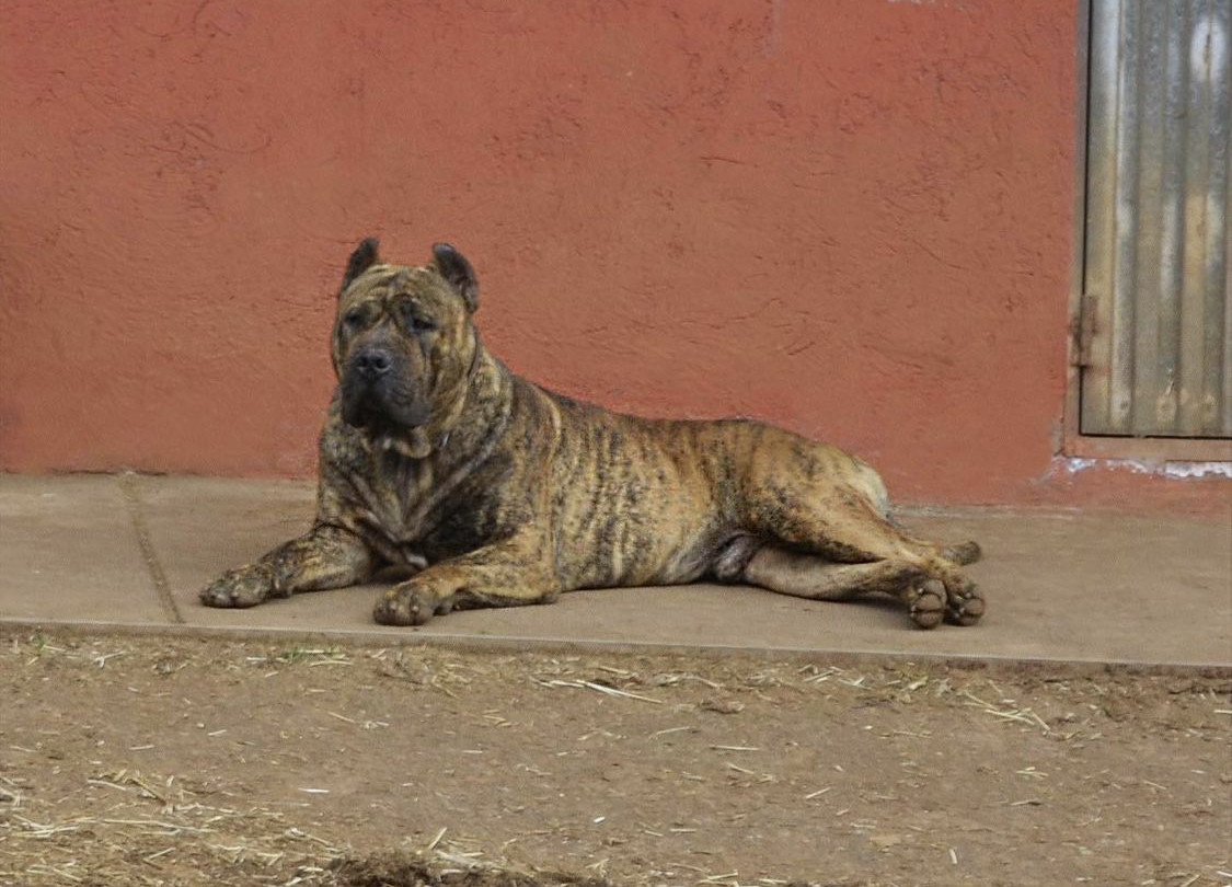 Cómo distinguir un Presa Canario auténtico de un pseudo-Presa